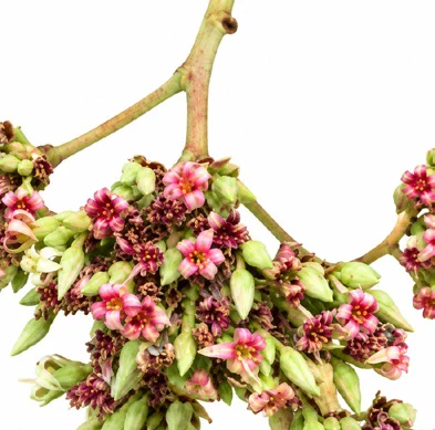 Anacardium occidentale flower