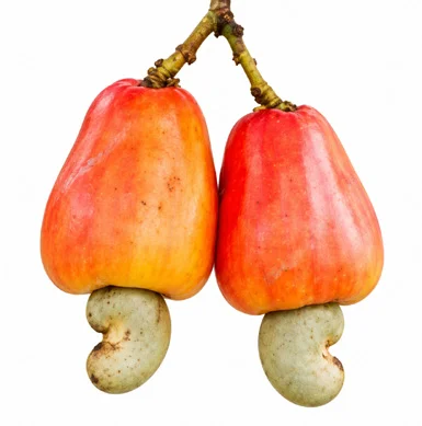 Anacardium occidentale fruit / seeds