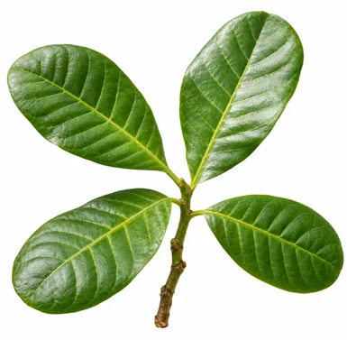 Anacardium occidentale leaves