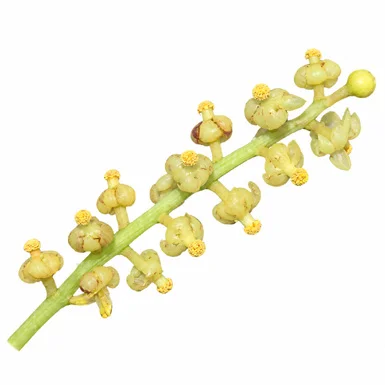 Anamirta cocculus flower