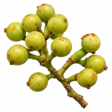 Anamirta cocculus fruit / seeds