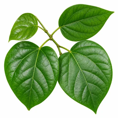 Anamirta cocculus leaves