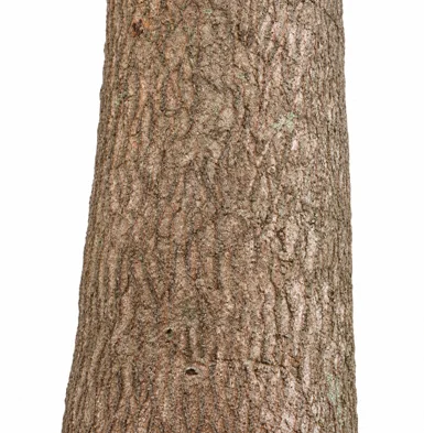 Annona squamosa bark