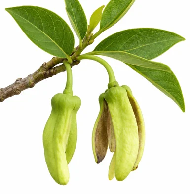 Annona squamosa flower