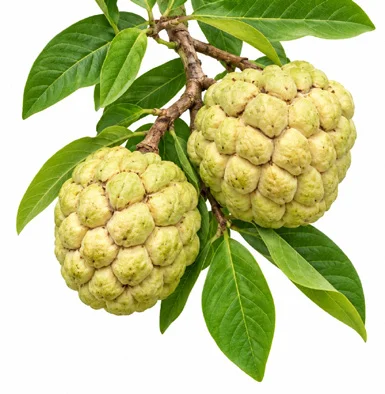 Annona squamosa fruit / seeds