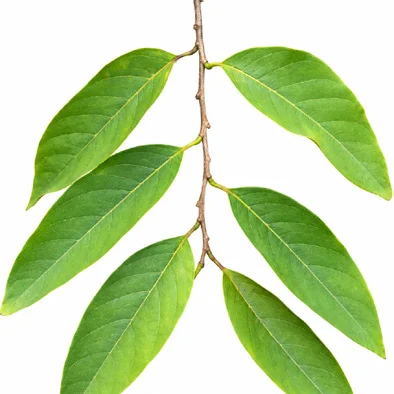 Annona squamosa leaves