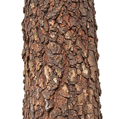 Aphanamixis polystachya bark