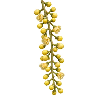 Aphanamixis polystachya flower