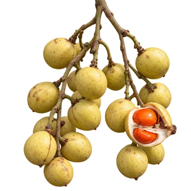Aphanamixis polystachya fruit / seeds