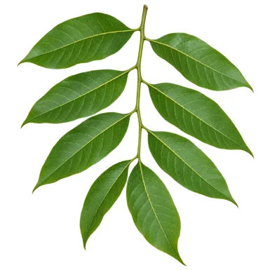 Aphanamixis polystachya leaves