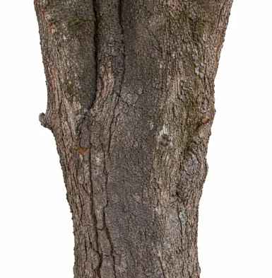 Aporosa cardiosperma bark