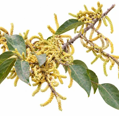 Aporosa cardiosperma flower