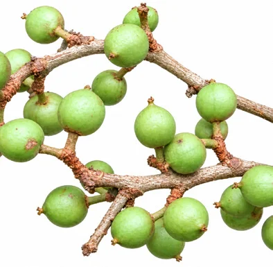 Aporosa cardiosperma fruit / seeds