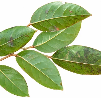 Aporosa cardiosperma leaves
