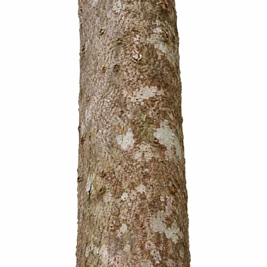 Aquilaria malaccensis bark
