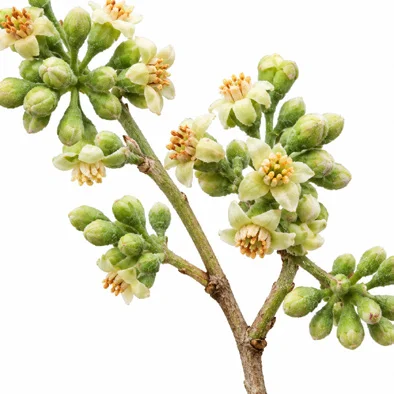 Aquilaria malaccensis flower