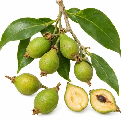 Aquilaria malaccensis fruit / seeds