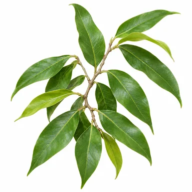 Aquilaria malaccensis leaves