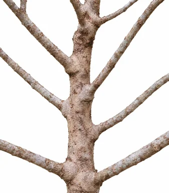 Ardisia solanacea bark