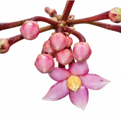 Ardisia solanacea flower