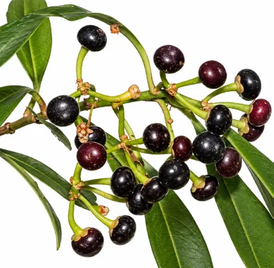 Ardisia solanacea fruit / seeds