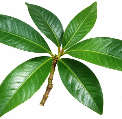 Ardisia solanacea leaves
