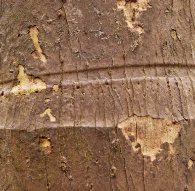Areca catechu bark