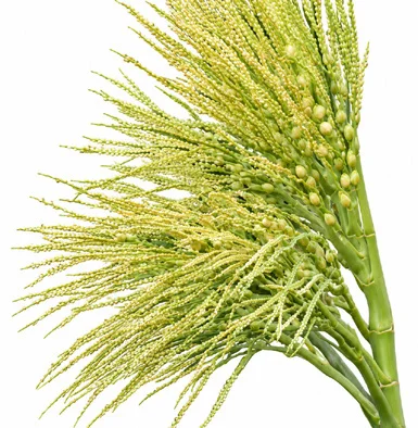 Areca catechu flower