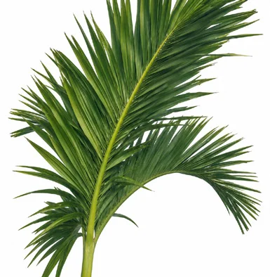 Areca catechu leaves