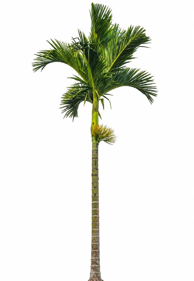 Betel Nut Palm