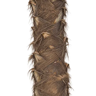 Arenga wightii bark