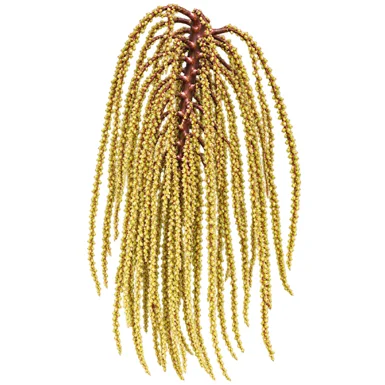 Arenga wightii flower