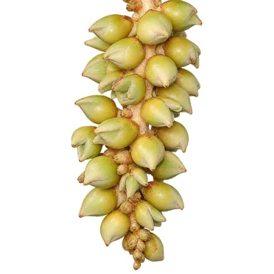 Arenga wightii fruit / seeds