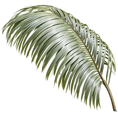 Arenga wightii leaves