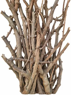 Artabotrys hexapetalus bark