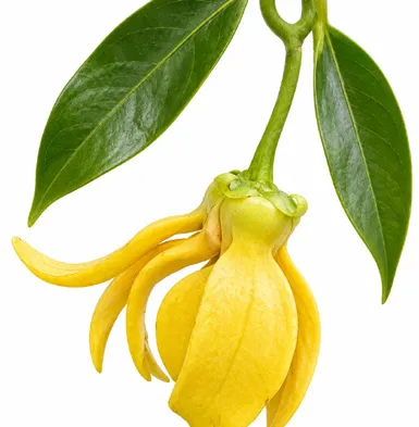 Artabotrys hexapetalus flower