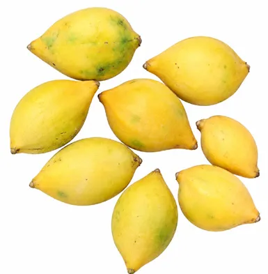 Artabotrys hexapetalus fruit / seeds
