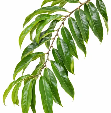 Artabotrys hexapetalus leaves