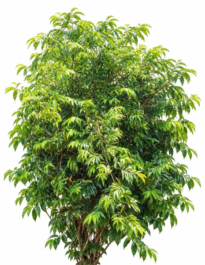Climbing ylang-ylang