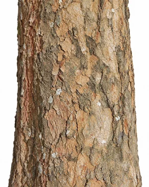 Artocarpus heterophyllus bark