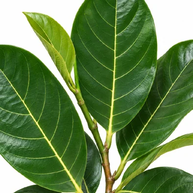 Artocarpus heterophyllus leaves