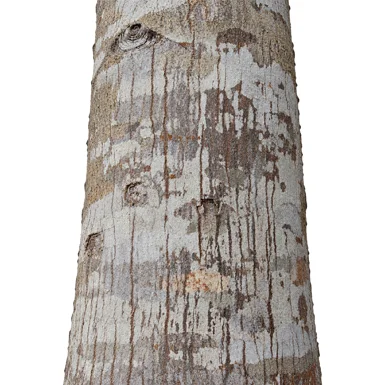 Artocarpus hirsutus bark