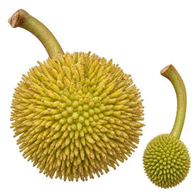 Artocarpus hirsutus fruit / seeds