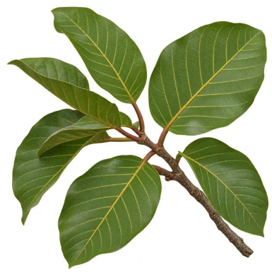 Artocarpus hirsutus leaves