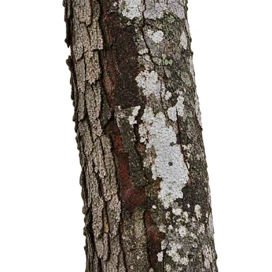Artocarpus lacucha bark