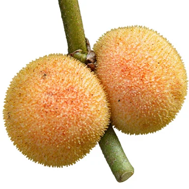 Artocarpus lacucha flower