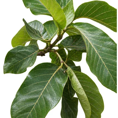 Artocarpus lacucha leaves