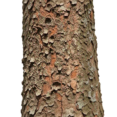 Artocarpus zeylanicus bark
