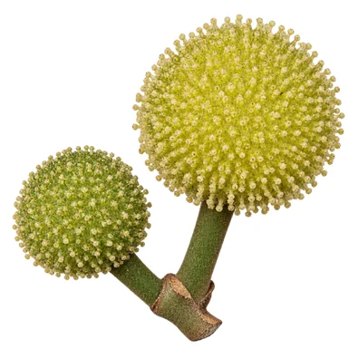 Artocarpus zeylanicus flower