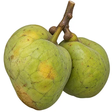 Artocarpus zeylanicus fruit / seeds
